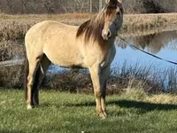 Koń, Rocky Mountain Horse — zdjęcie 6