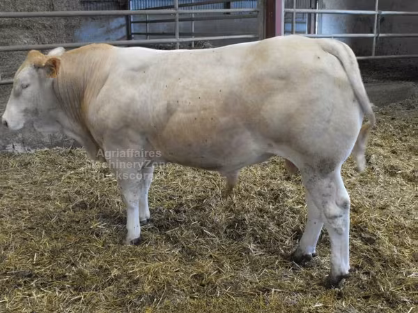 Byk, Blonde d’Aquitane cattle