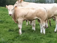 सांड, Blonde d’Aquitane cattle — फ़ोटो 5