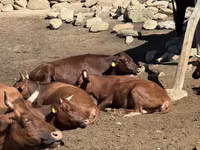 गाय, Latvian Blue cattle — फ़ोटो 1
