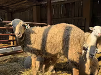 Widder, Edilbay sheep — Foto 4