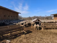 公羊, Sheep — 照片 6