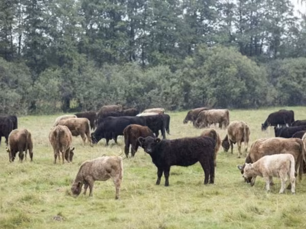 Byk, Krowa gallowajska