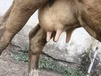 Krowa, Simmental cattle — zdjęcie 3