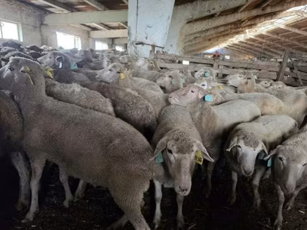 Owca, Kuibyshev sheep