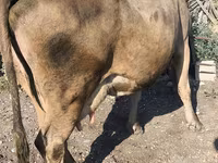 Cow, Alatau breed — photo 8