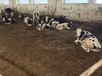 Bulle, Holstein-Rasse — Foto 8