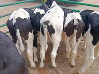 Toro, Raza Holstein — foto 4