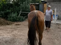 Kobyła, Canadian horse breed — zdjęcie 3
