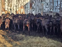 Baran, Hissar sheep — zdjęcie 5