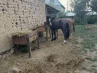 Koń, Friesian sport horse — zdjęcie 2