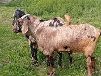 Kozioł, Nubian Goat — zdjęcie 3