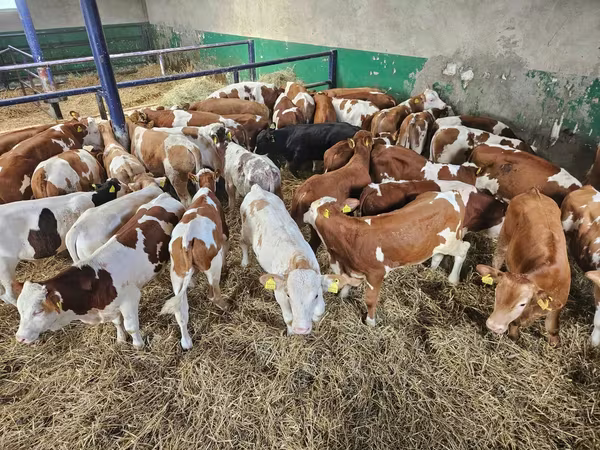 Byk, Simmental cattle — Polska