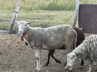 Owca, Kuibyshev sheep — zdjęcie 6