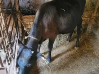 Bull, Cattle — photo 2