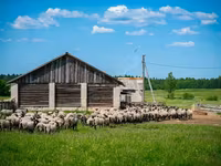 Baran, Romanov sheep — zdjęcie 3