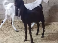 Goat, Kamori goats — photo 4