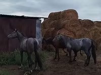 Caballo, Horse breed — foto 4