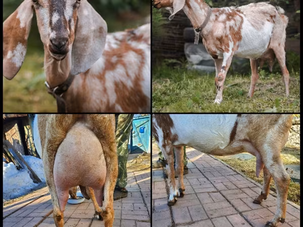 Koza, Nubian Goat