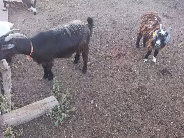 Kozioł, Kozy