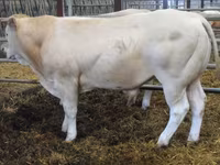Byk, Blonde d’Aquitane cattle — zdjęcie 3