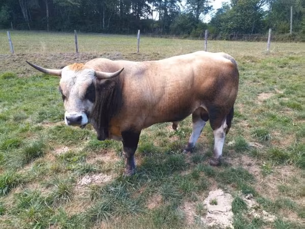 公牛, Aubrac cattle