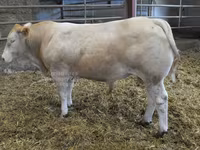 Byk, Blonde d’Aquitane cattle — zdjęcie 1