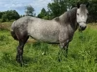 Mare, Horses — photo 2