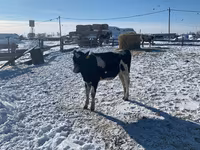 Krowa, Russian Black pied cattle — zdjęcie 3