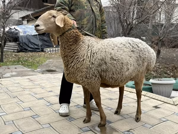 Sheep, Arashan sheep