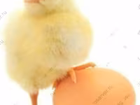 Chickens — zdjęcie 5