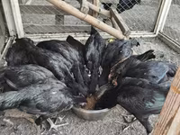 Chickens — photo 6