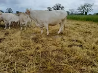 Krowa, Charolais cattle — zdjęcie 8