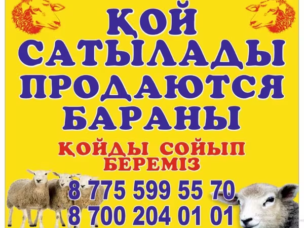 Baran, Owce