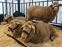 Owca, Kuibyshev sheep — zdjęcie 3