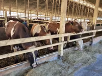 母牛, Simmental cattle — 照片 1