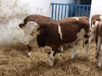 Bull, Simmental cattle — photo 1