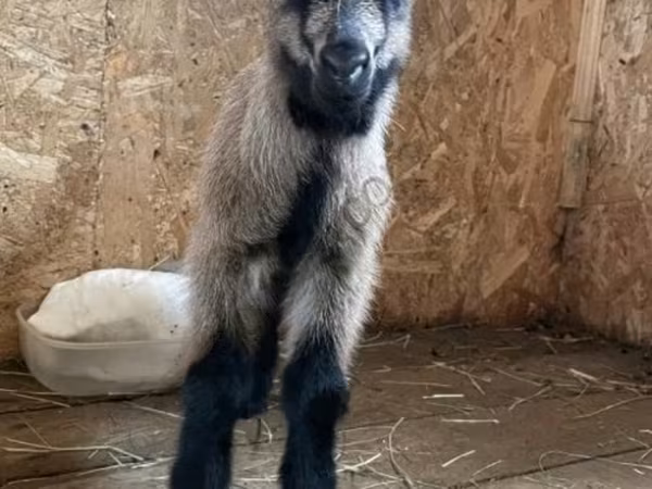 Kozioł, Czech Brown Shorthaired goats — Rosja