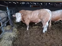 Byk, Blonde d’Aquitane cattle — zdjęcie 4