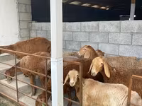 Owca, Owce — zdjęcie 4