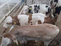 Byk, Simmental cattle — zdjęcie 2