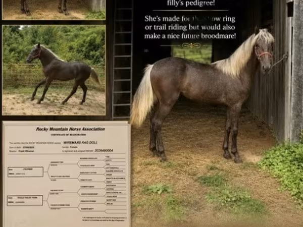 Kobyła, Rocky Mountain Horse