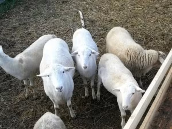 Baran, Katum sheep