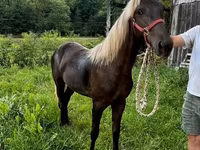 Kobyła, Rocky Mountain Horse — zdjęcie 5