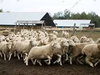 Owca, Owce — zdjęcie 8