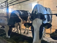 Vaca, Raza Holstein — foto 1