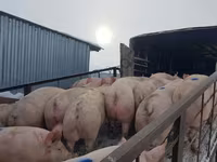 Säue, Schweine — Foto 5