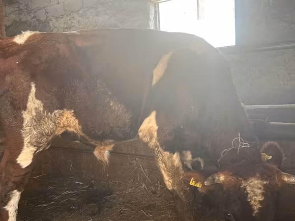 公牛, Cattle