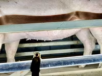 Säue, Schweine — Foto 3