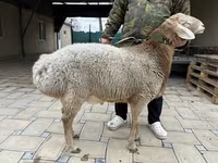 Ram, Sheep — photo 7